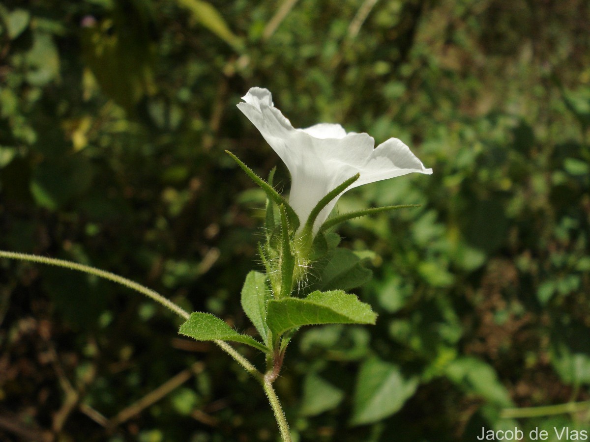 Distimake cissoides (Lam.) A.R.Simões & Staples